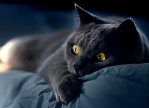 Nên làm gì khi đi đường gặp mèo đen?