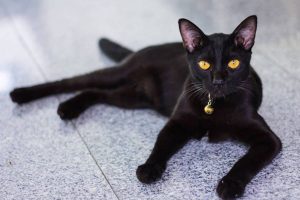 Nguồn gốc quan niệm về mèo đen mang lại xui xẻo